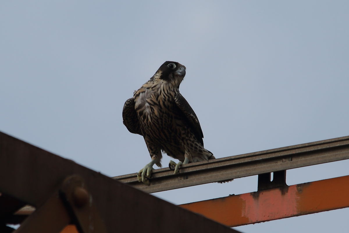 Falcon2019.JPG