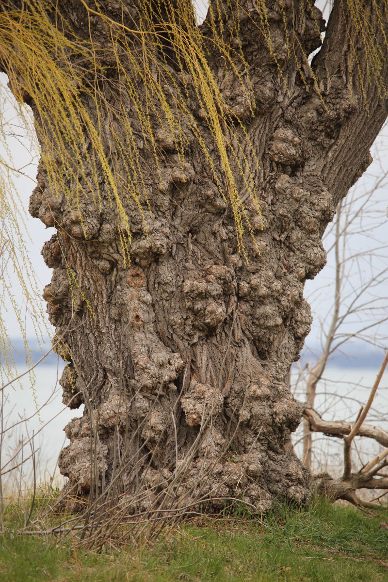 Tree.JPG