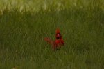 IMG_1752.JPG