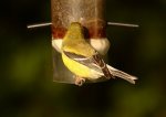 IMG_8565.JPG