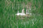 Swan1.JPG