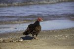 Turkey Vulture.JPG