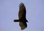 Turkey Vulture2.JPG