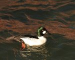 ArcticDuck2.jpg