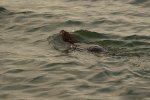 Beaver1.jpg