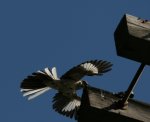 Mockingbird.jpg