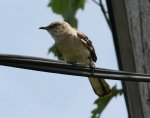 Mockingbird1.jpg