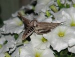 Hummingbird Moth.jpg