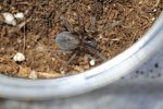 Spider.JPG